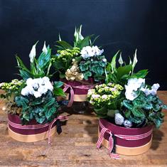 Christmas Planted Hatbox