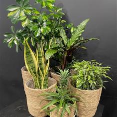 House plants