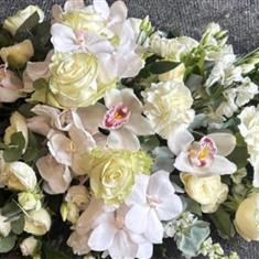 white orchid spray
